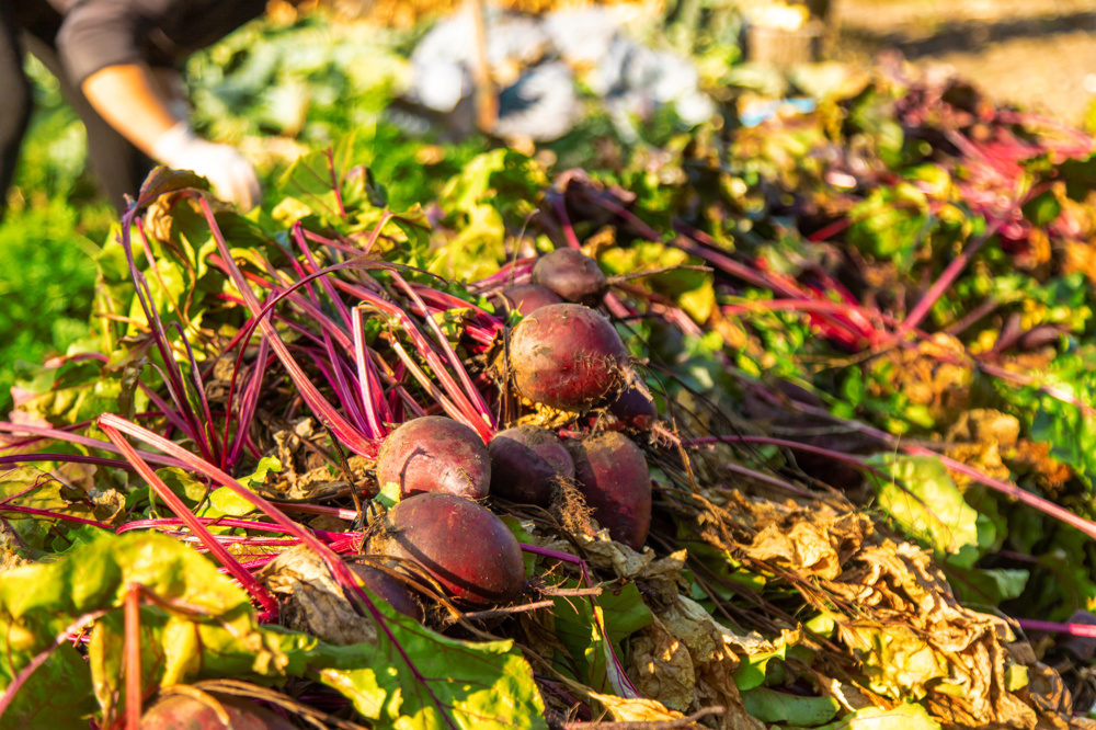 Yetişen kırmızı pancarlar.