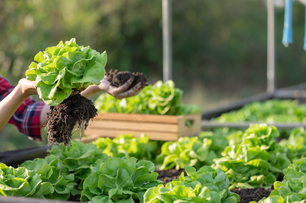 Saksılarda bulunan, bir tanesi de kişinin elinde olan marullar.