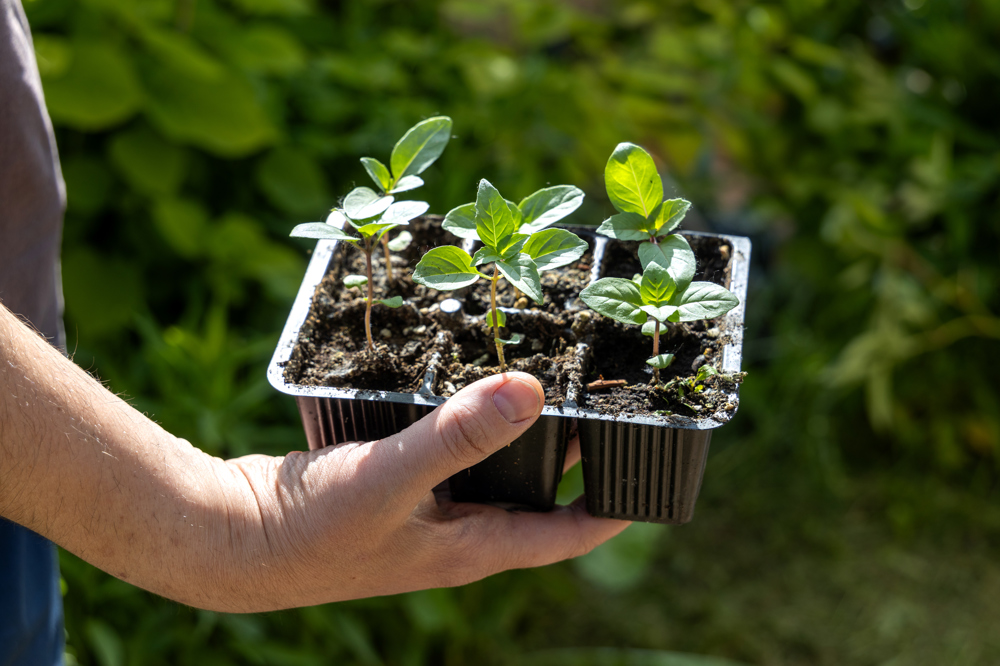 Küçük bir saksıda yetişen yaban mersini fideleri.